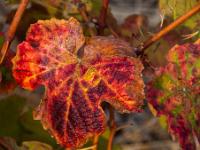 In Rottönen leuchtendes Weinblatt.
